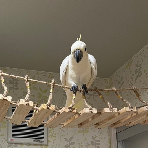 鳥の画像