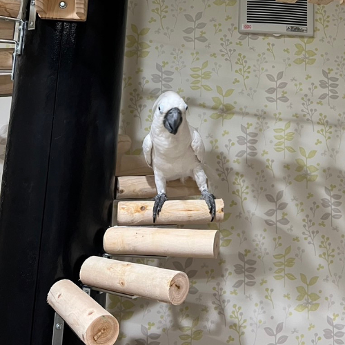 鳥の画像