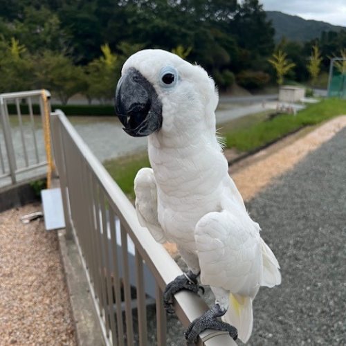 鳥の画像